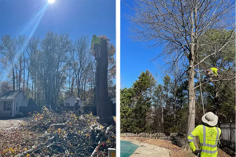 Tree removal