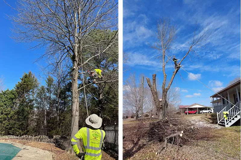 Tree trimming service