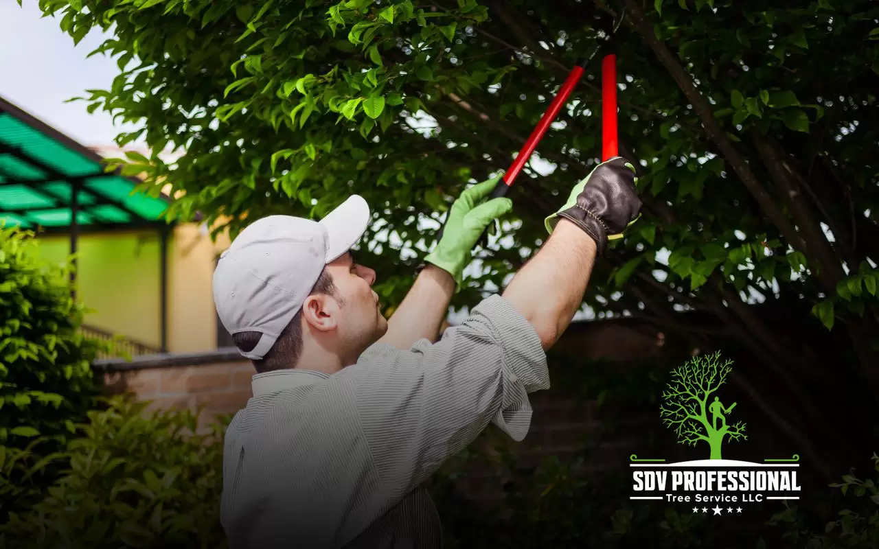 Tree Pruning Tips for a Healthy Yard.